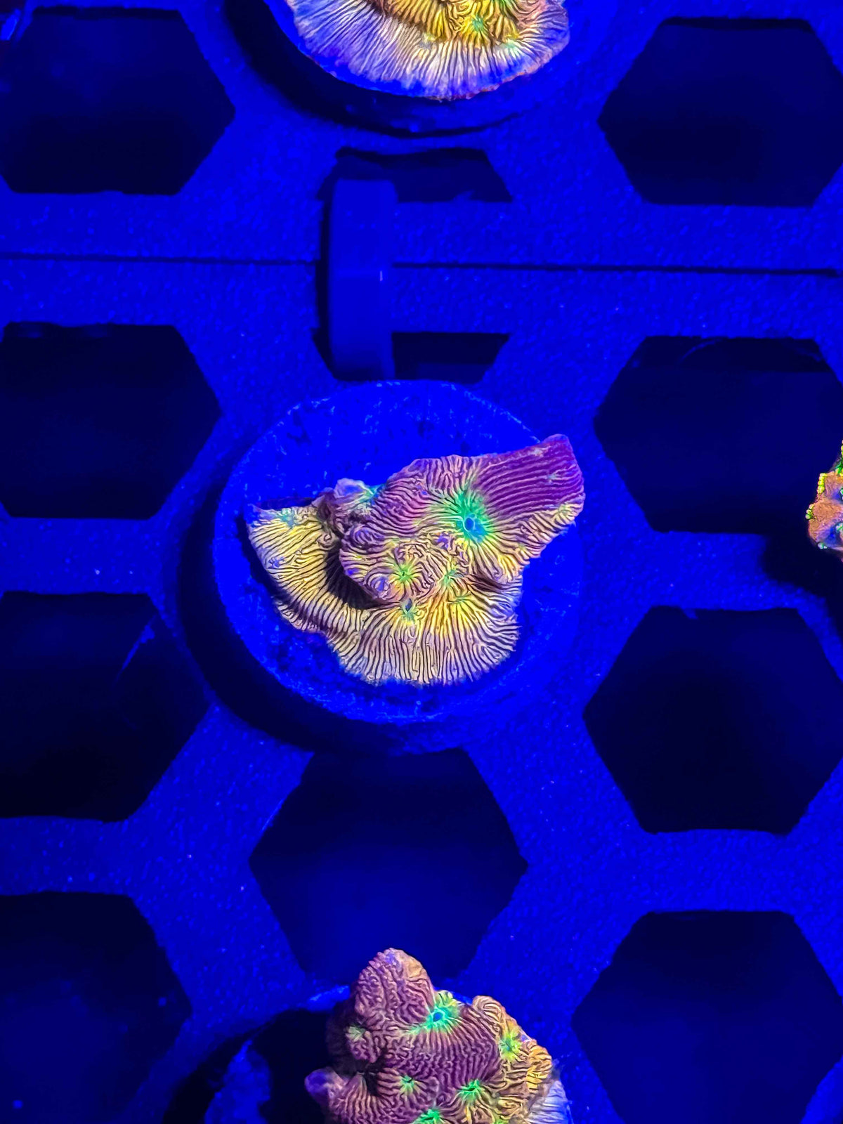 Jack-O-Lantern Leptoseris – WYSIWYG #3