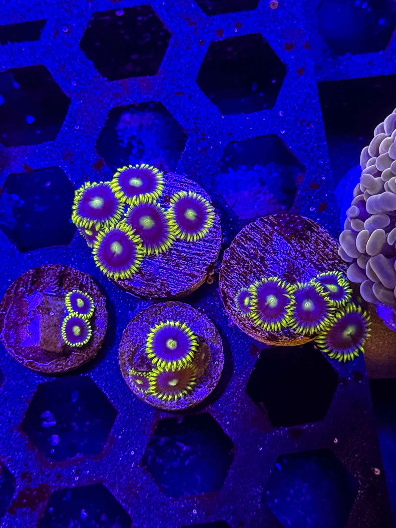 Blueberry Fields Zoanthids – Almost WYSIWYG (1–3+ Polyps)