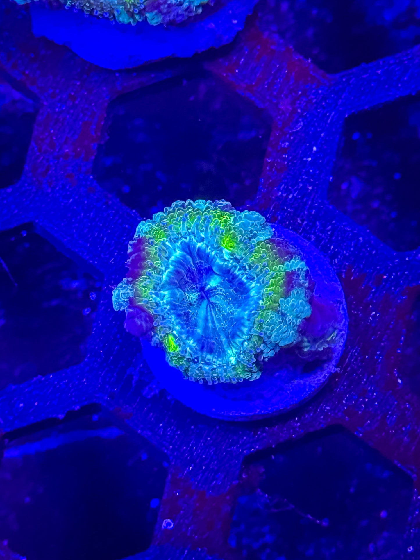 GS Bogus Basin Malaysian Acan Lord
