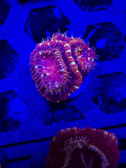 Malaysian Acan Lord