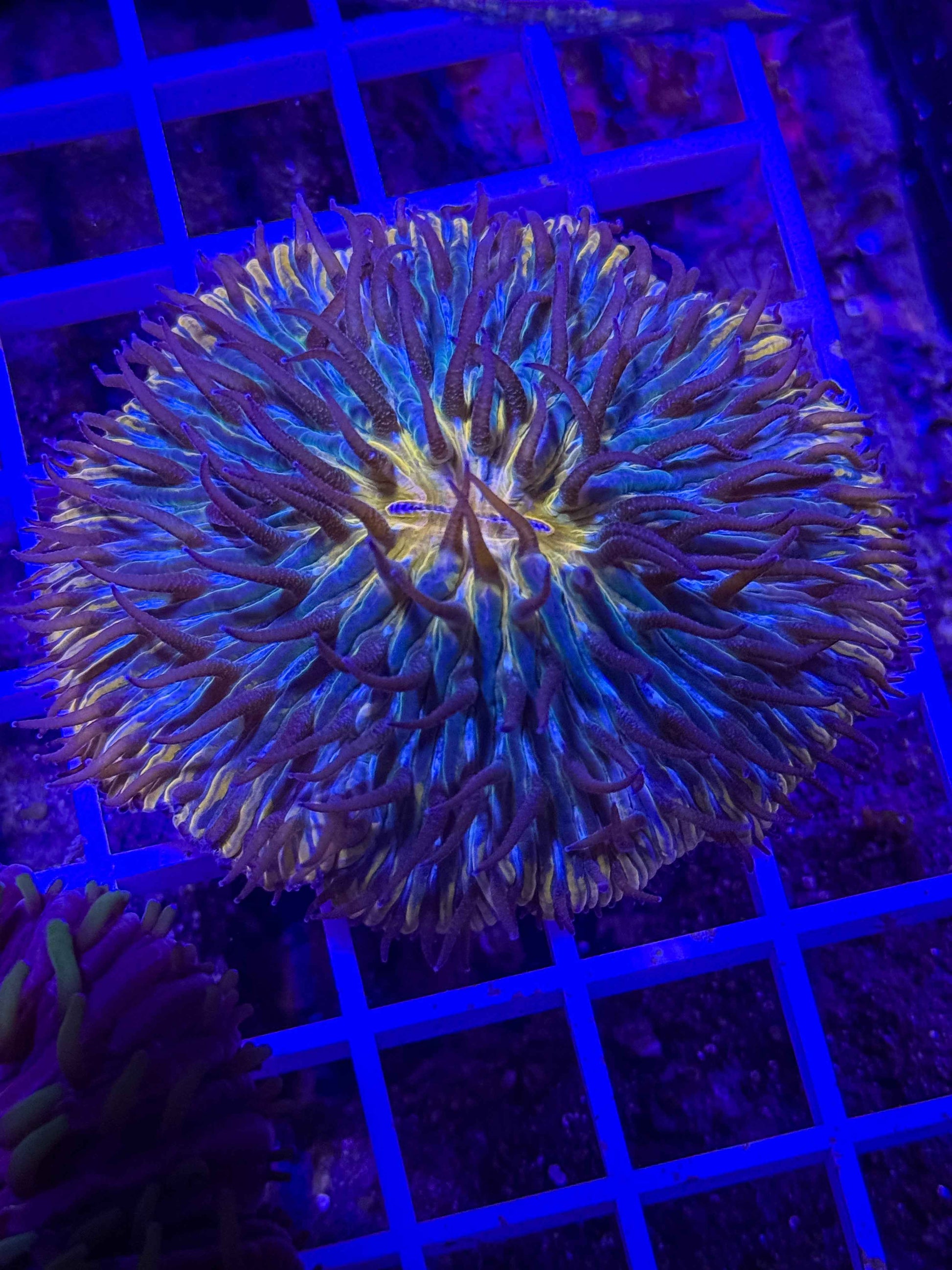 Fungia Plate