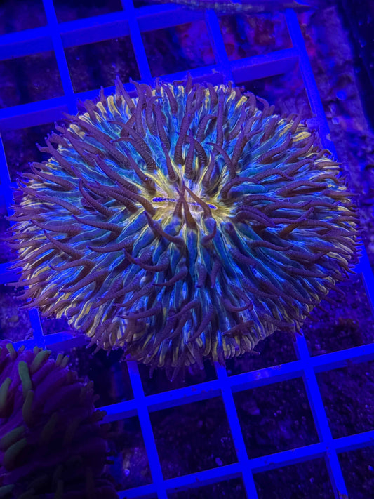 Fungia Plate