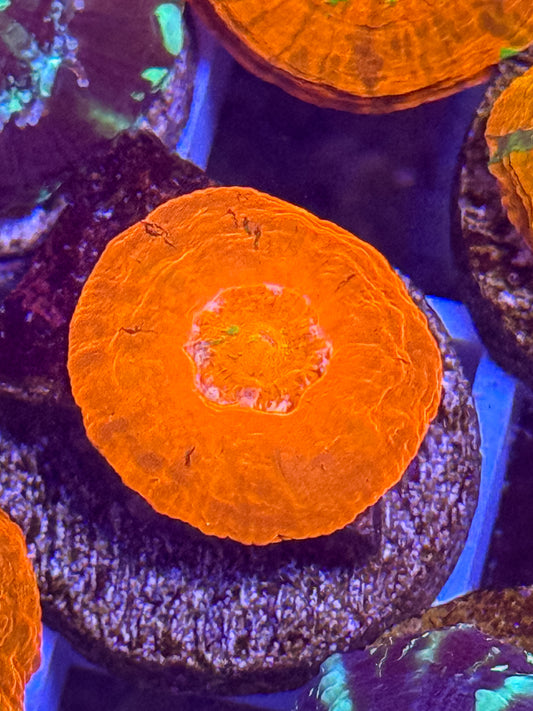 Captive Spawned Scolymia