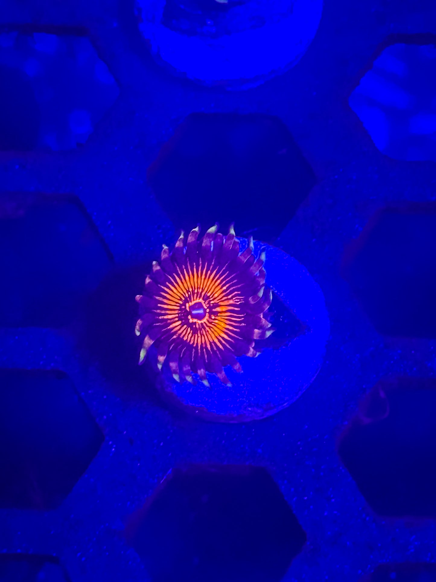 Arc Nightcrawlers Zoas