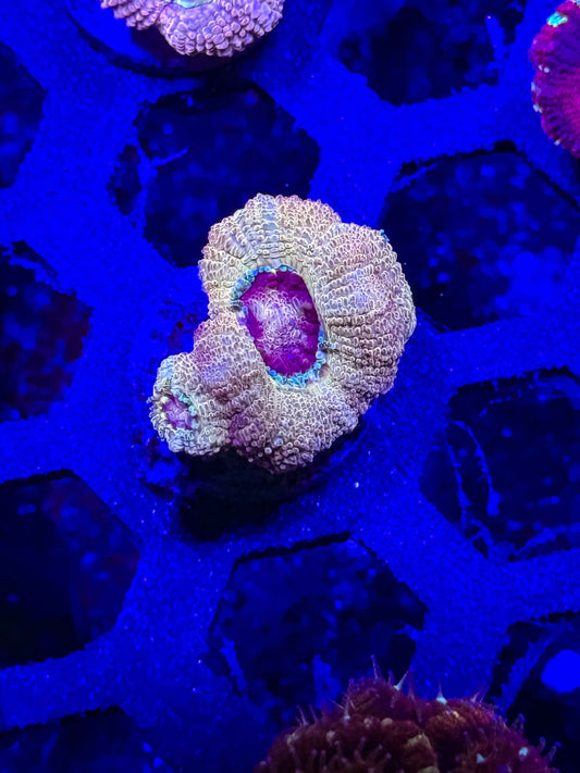 Malaysian Acan Lord