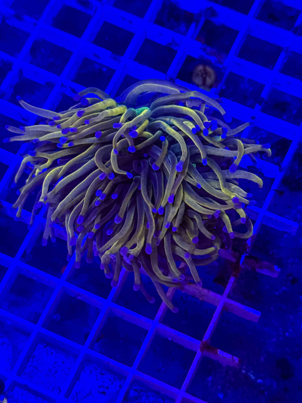 Dragon Tamer Torch – 2 Polyps – WYSIWYG