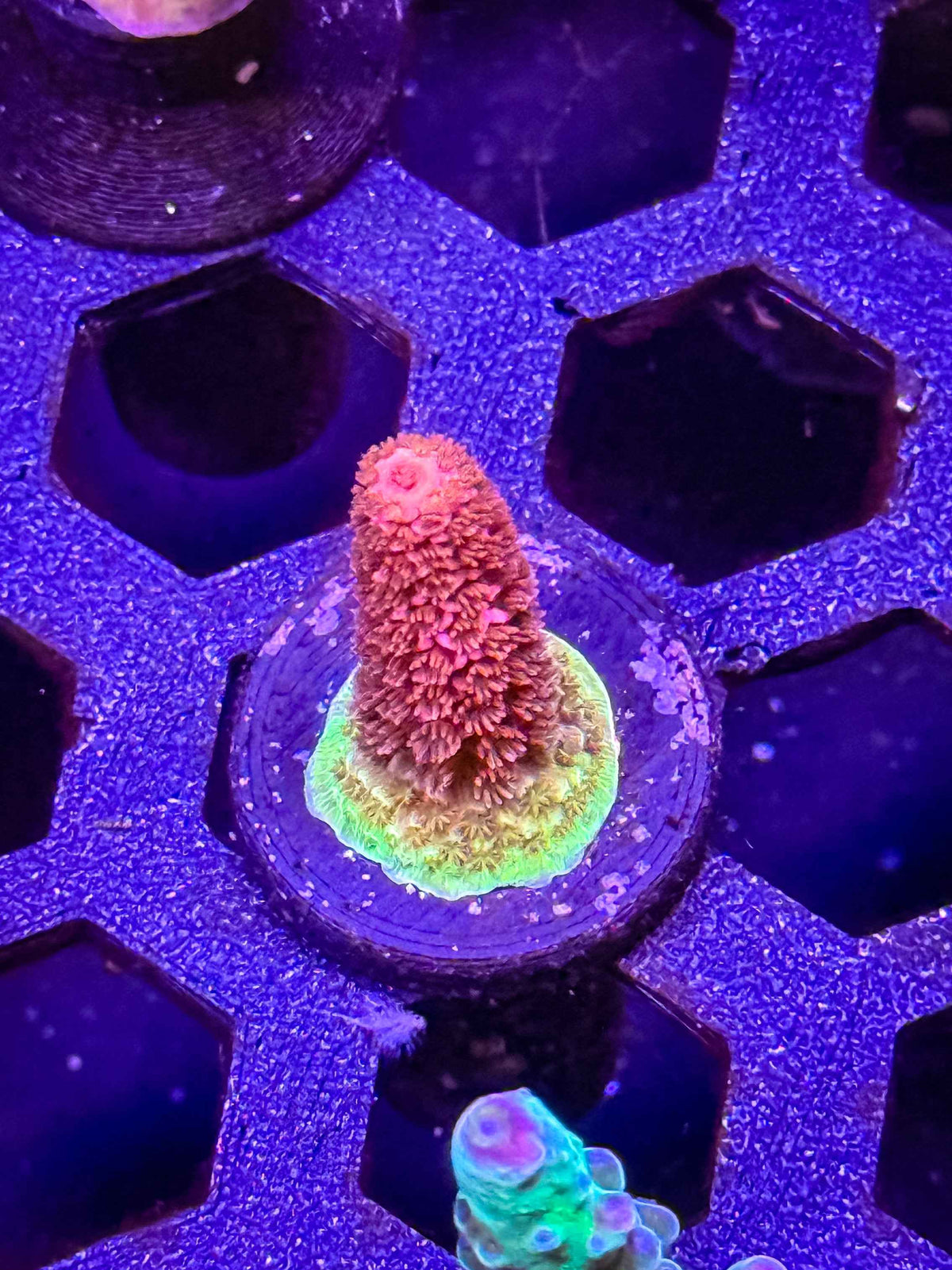 GS Bubble Yum Acro – WYSIWYG
