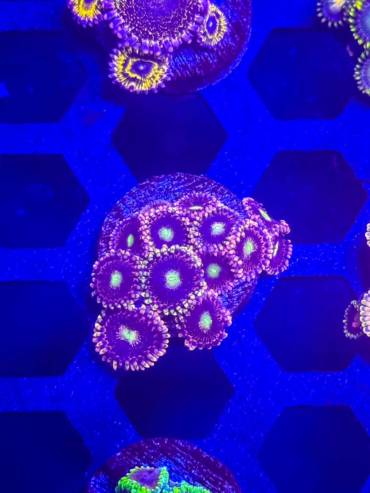 CK Bozo’s Birthday Zoas