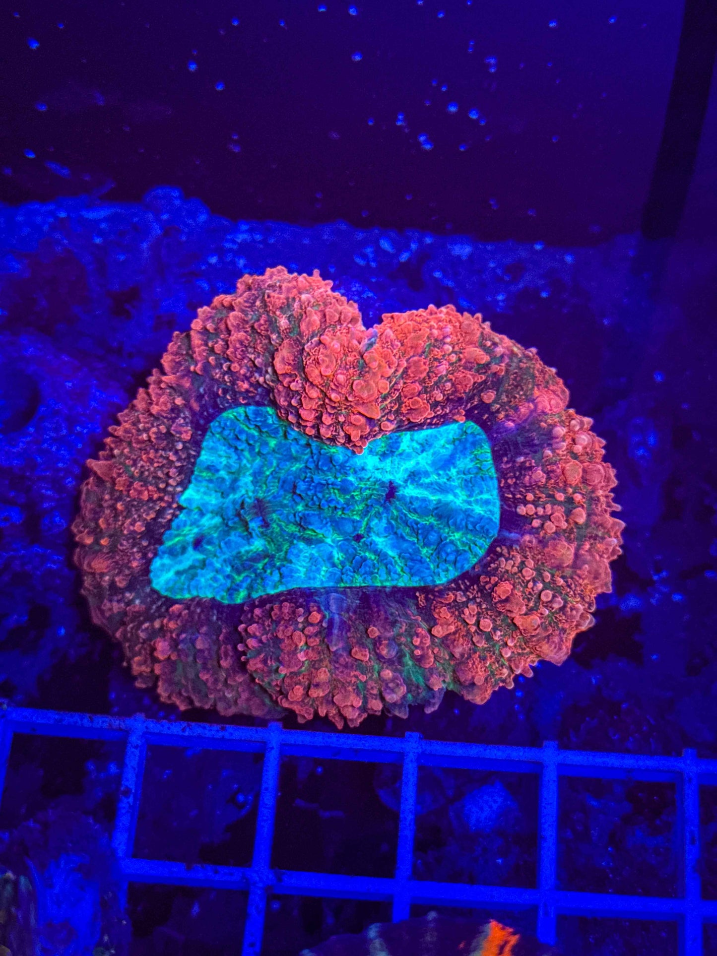 Rainbow Symphyllia Coral