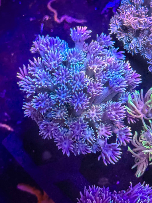 Goniopora