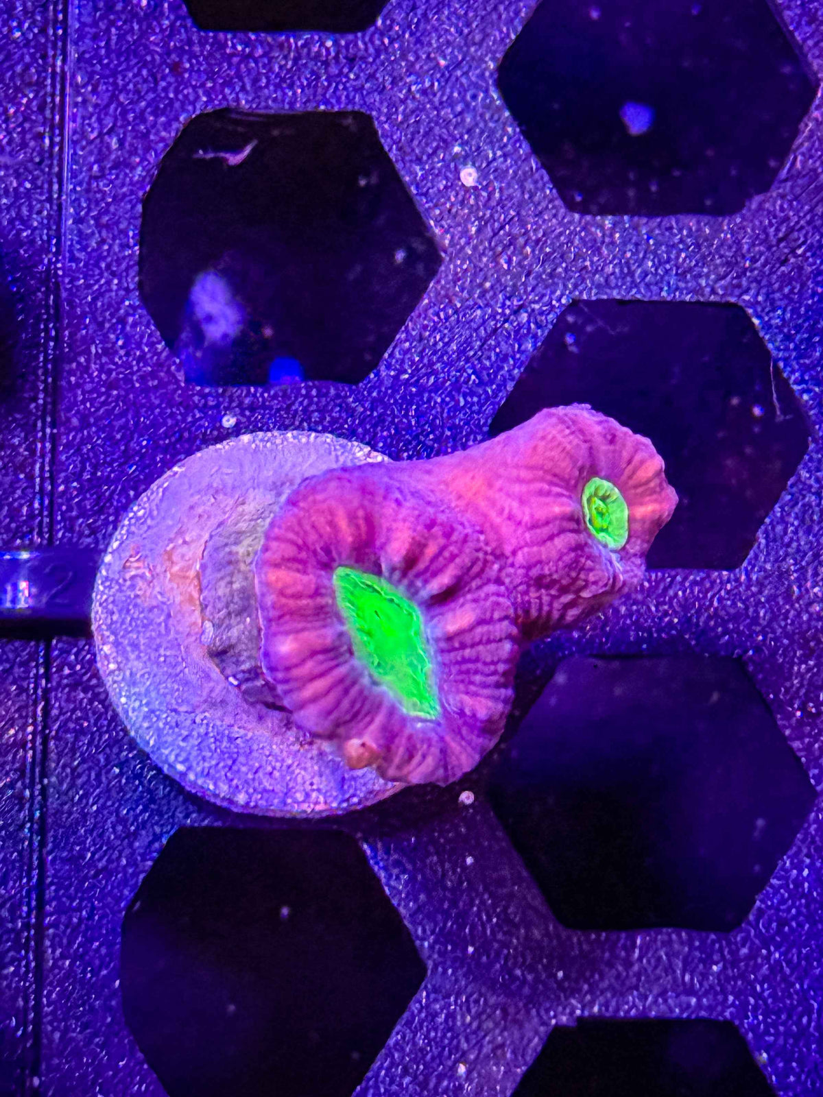 GS Goblin Candy Cane - WYSIWYG #2