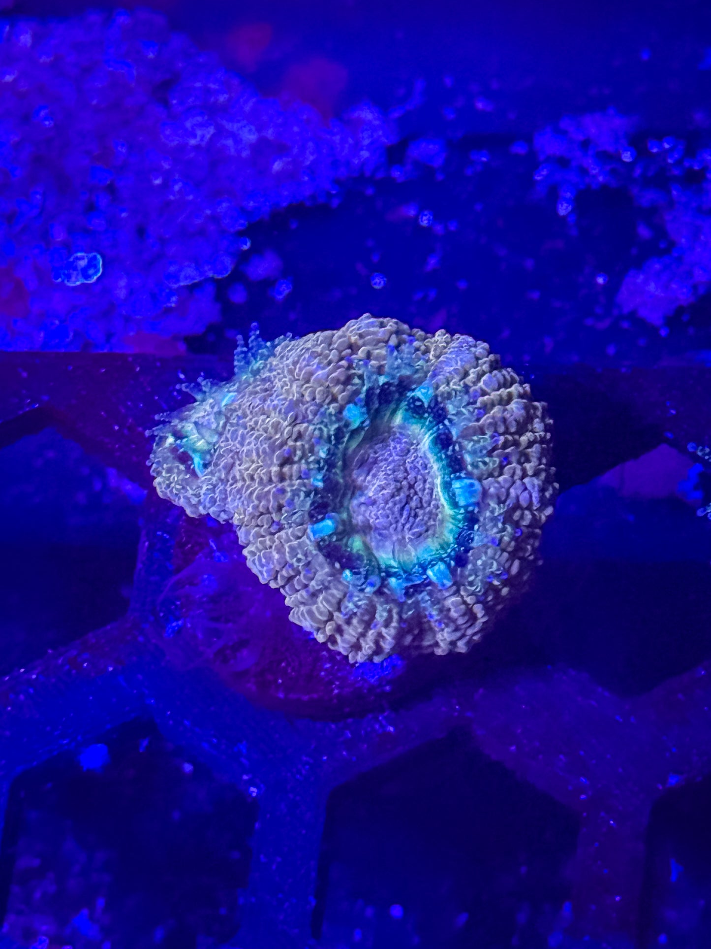 Malaysian Acan Lord
