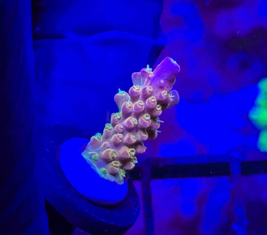 RR Rainbow Loom Acro