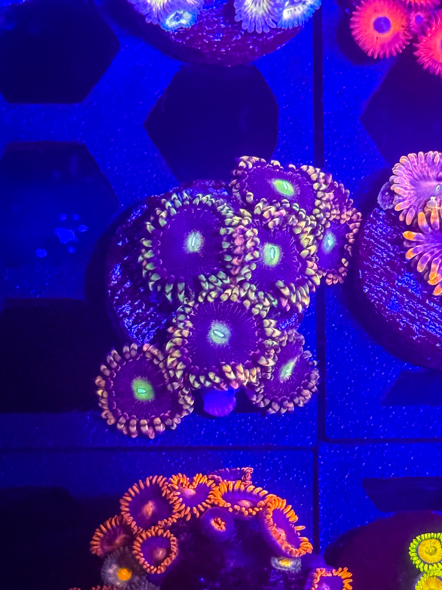 CK Bozo’s Birthday Zoas