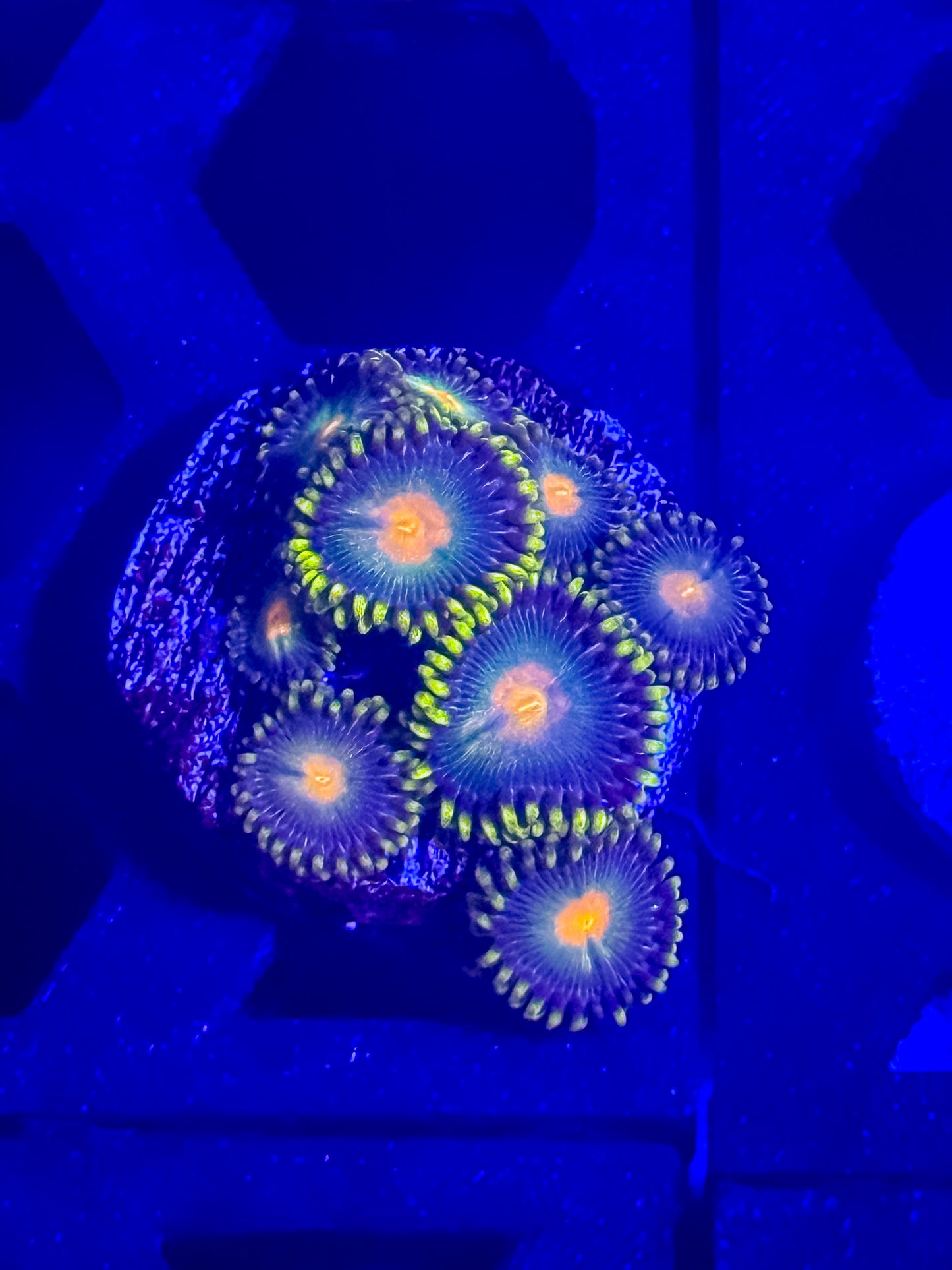GB Packers Zoas
