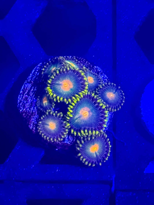 GB Packers Zoas live coral – Gem State Corals