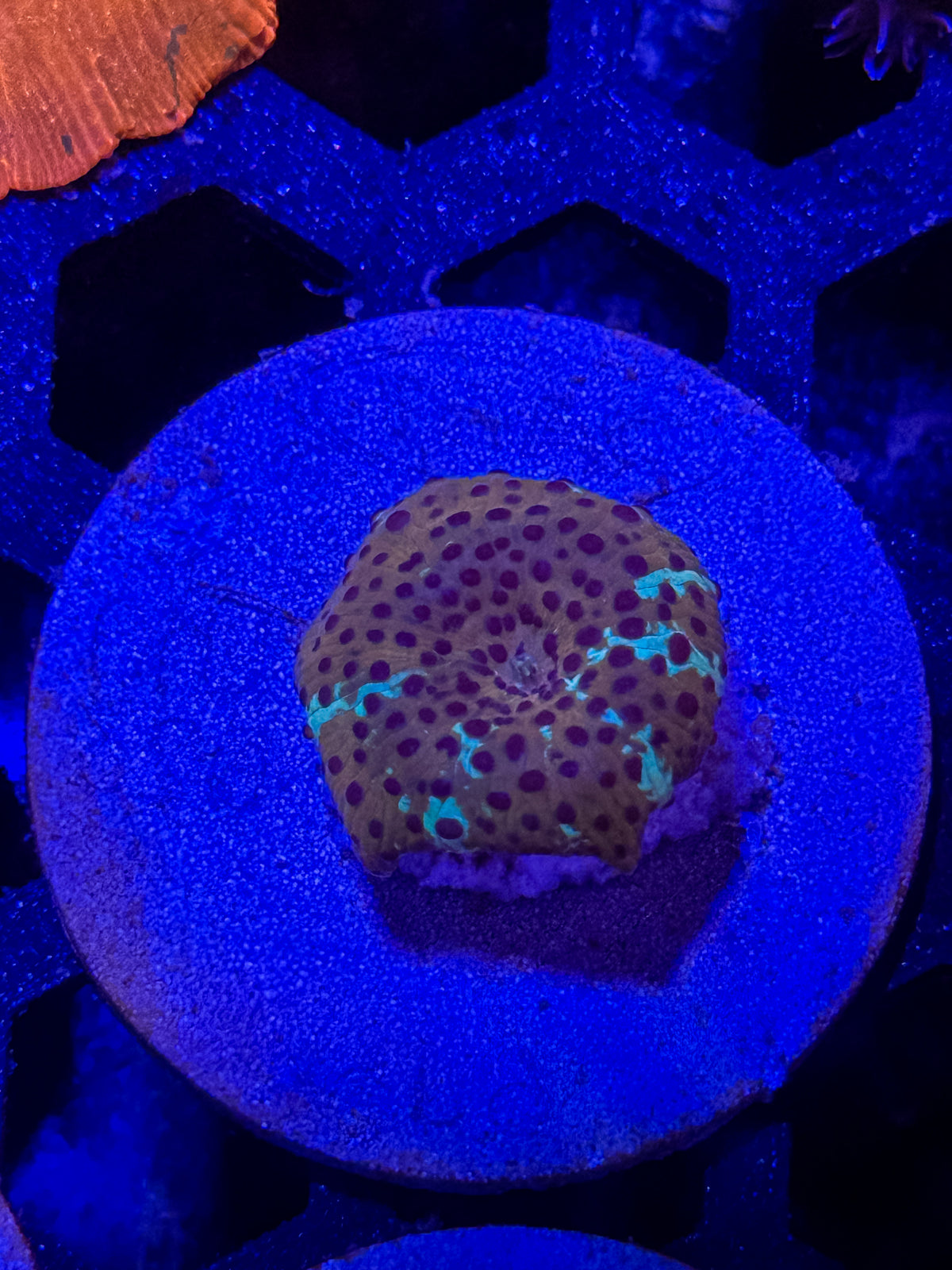 Leopard Disco Mushroom Coral – WYSIWYG #1