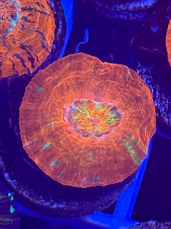 Captive Spawned Scolymia