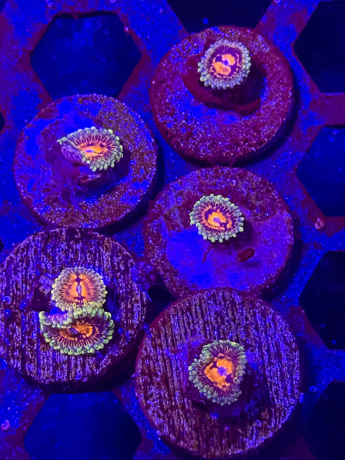 Reverse Hallucinations – Almost WYSIWYG (1–3+ Polyps)