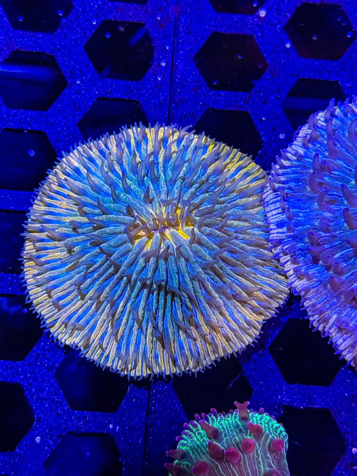Fungia Plate Coral – WYSIWYG #1