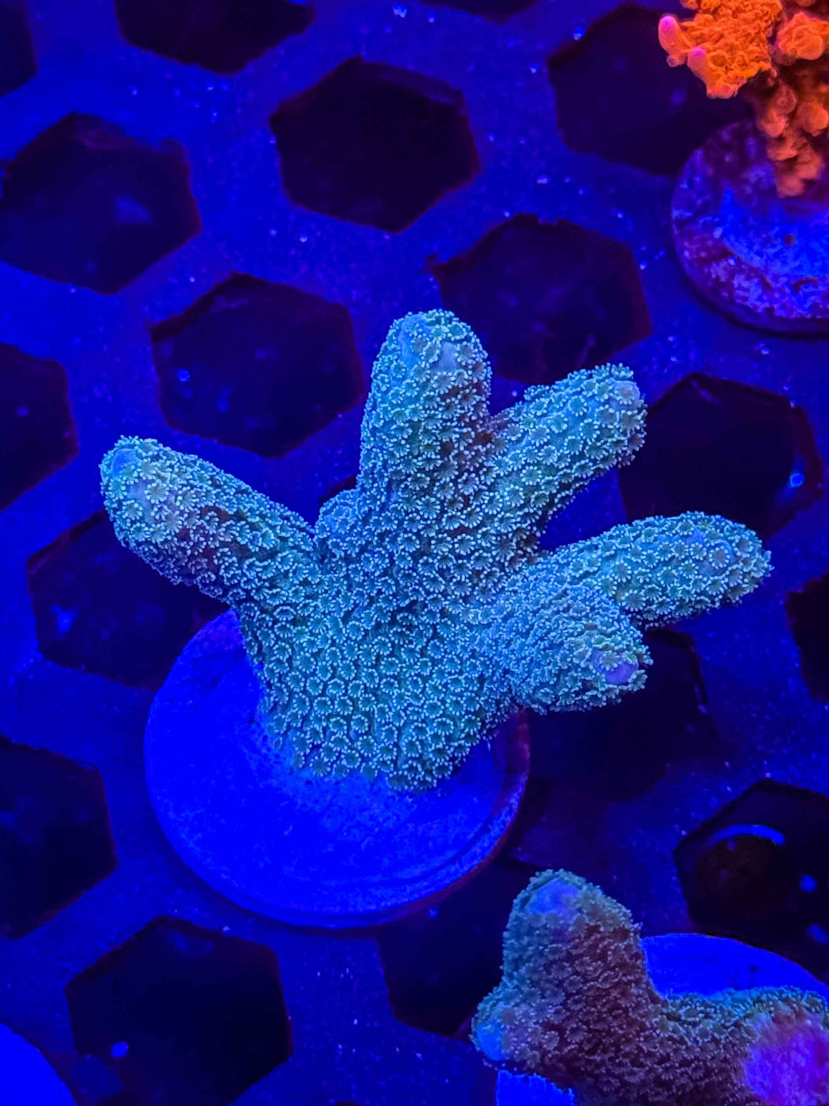 Teal Tip Digitata – WYSIWYG #3