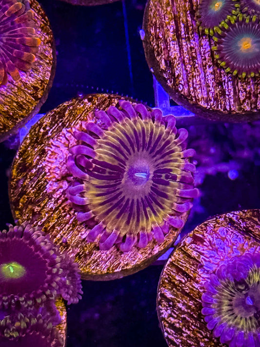 Stratocaster Zoa