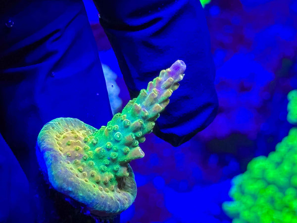 RR Rainbow Loom Acro