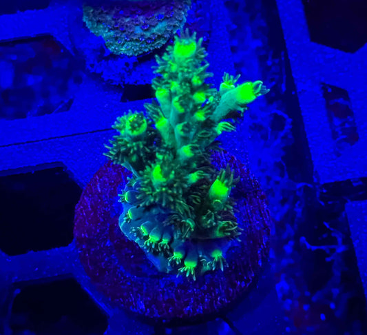 GS Embrace the Martian Acropora