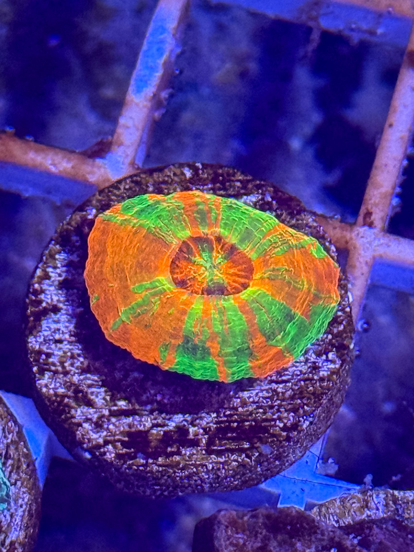 Captive Spawned Ultra Scolymia
