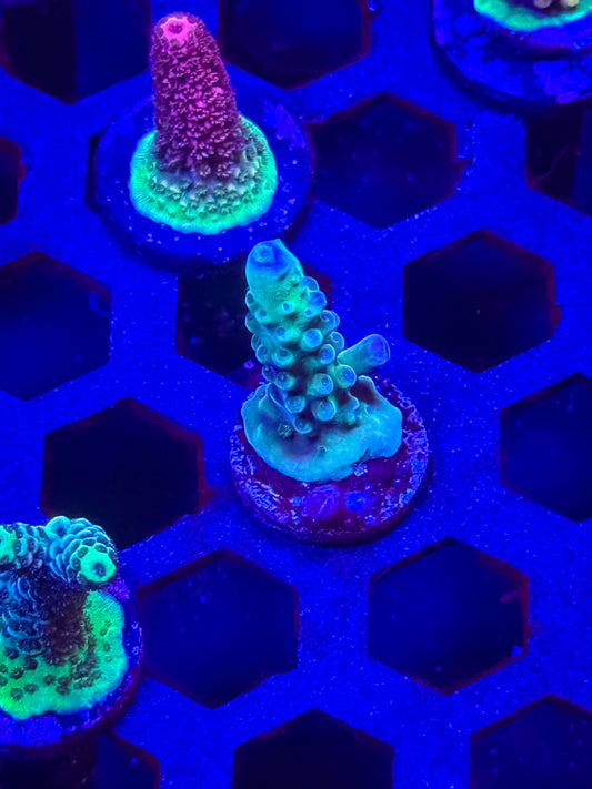 WWC Yellow Tip Acro – WYSIWYG #5