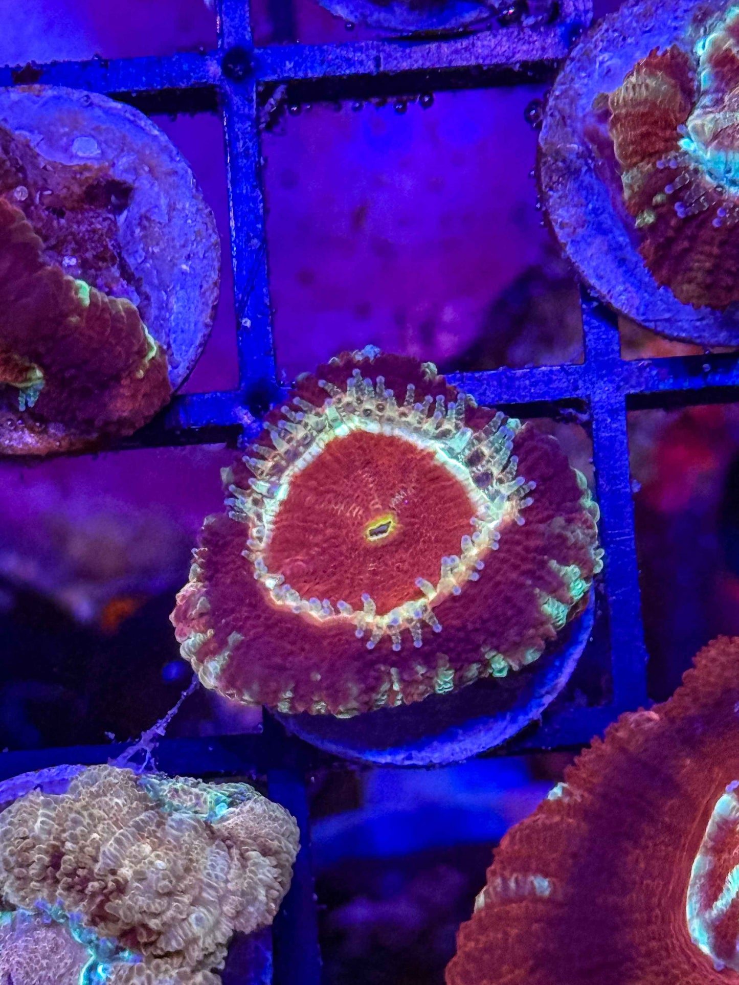 GS Owyhee Acan