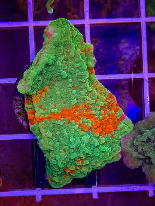 WWC Grafted Monti Cap