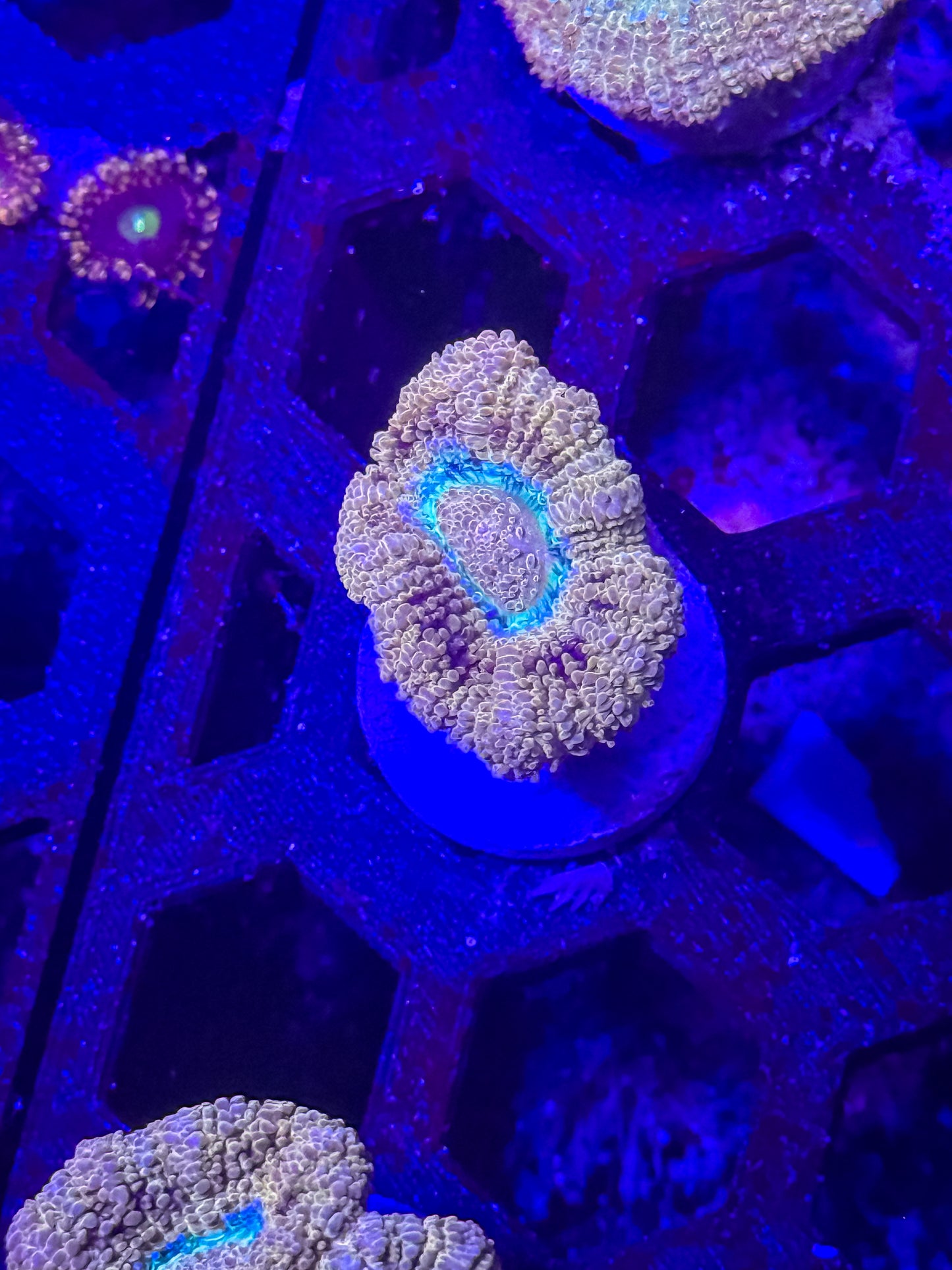 Malaysian Acan Lord