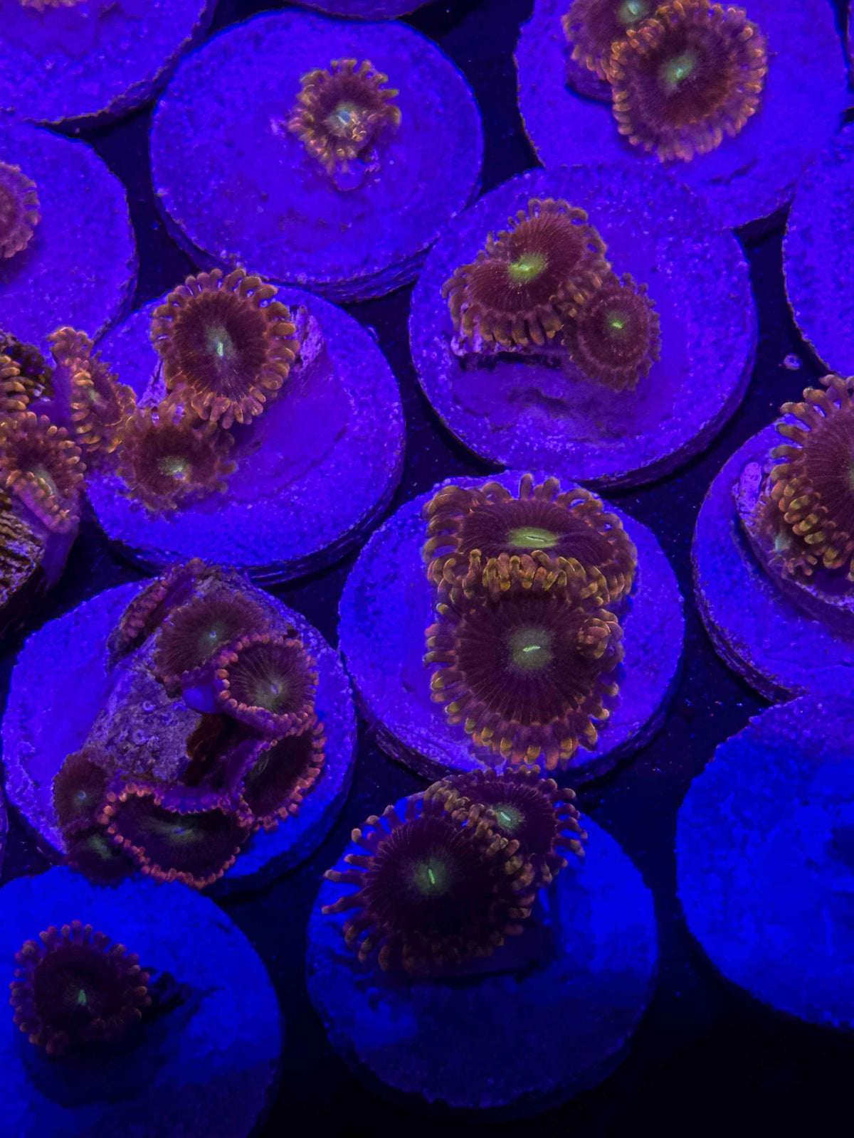 CK Bozo's Birthday Zoanthids – Almost WYSIWYG (1–3+ Polyps)