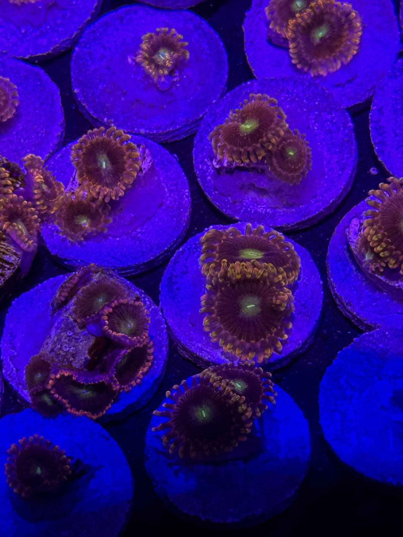CK Bozo's Birthday Zoanthids – Almost WYSIWYG (1–3+ Polyps)