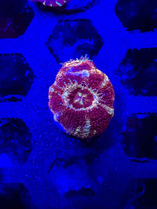 Malaysian Acan Lord