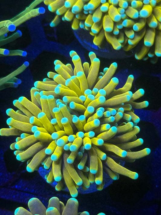 Banana Torch live coral – Gem State Corals