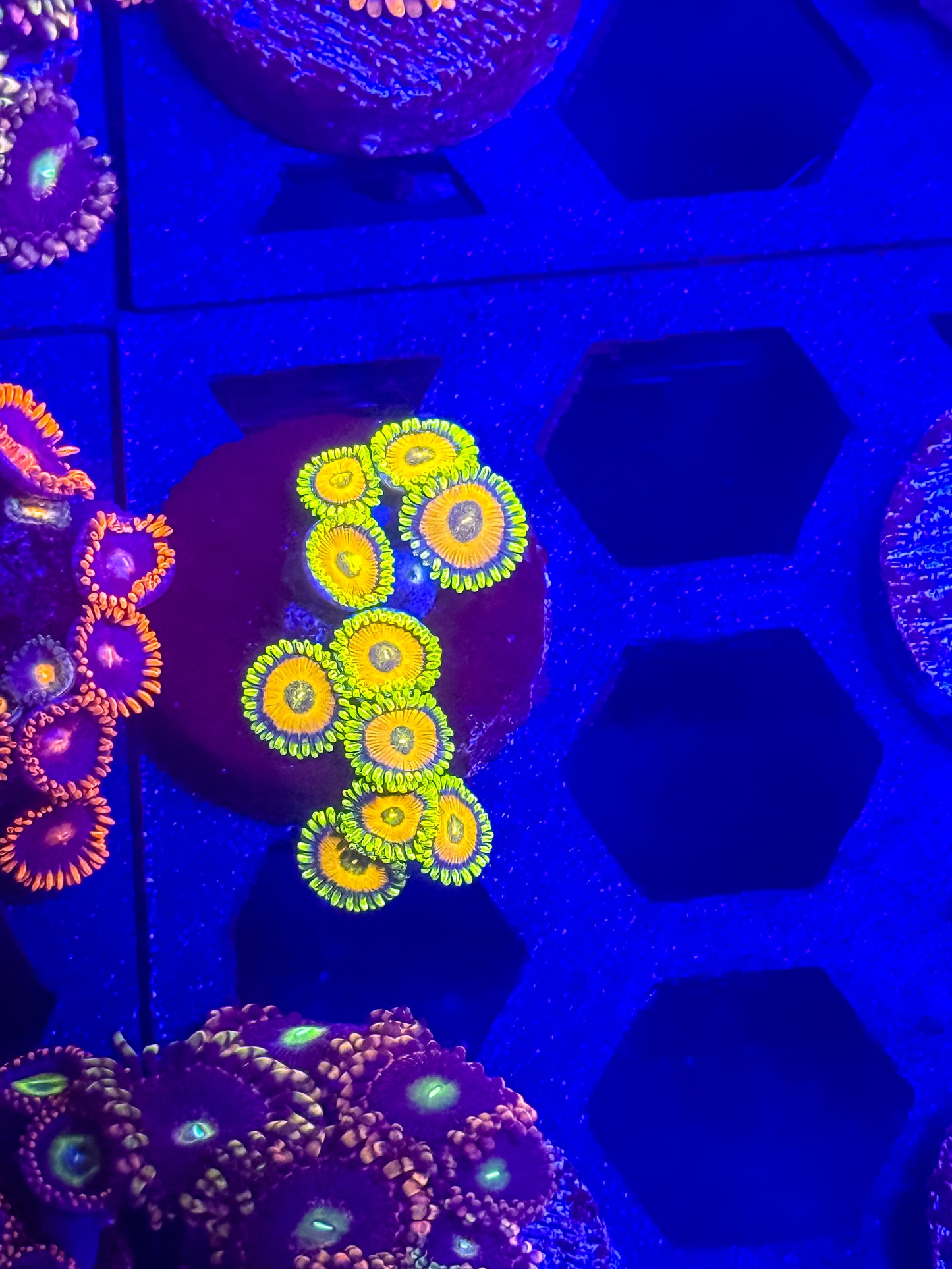 SpongeBob Zoas
