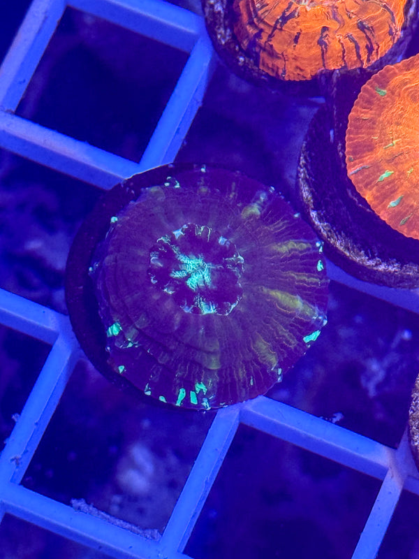 Captive Spawned Scolymia