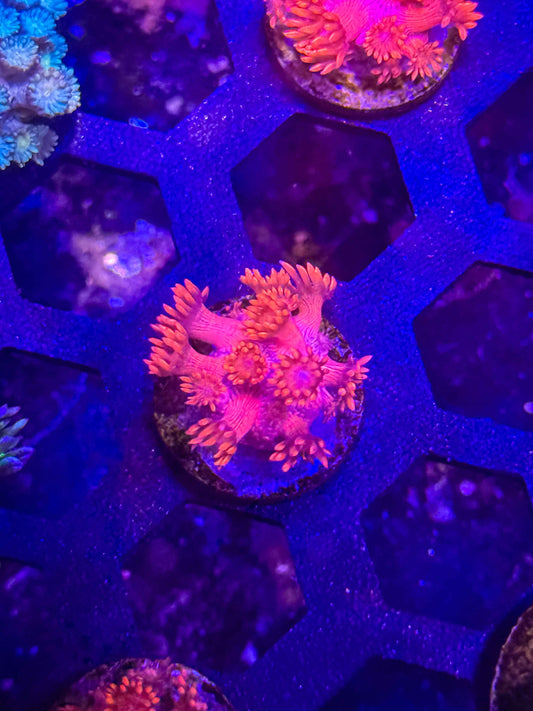 Goniopora