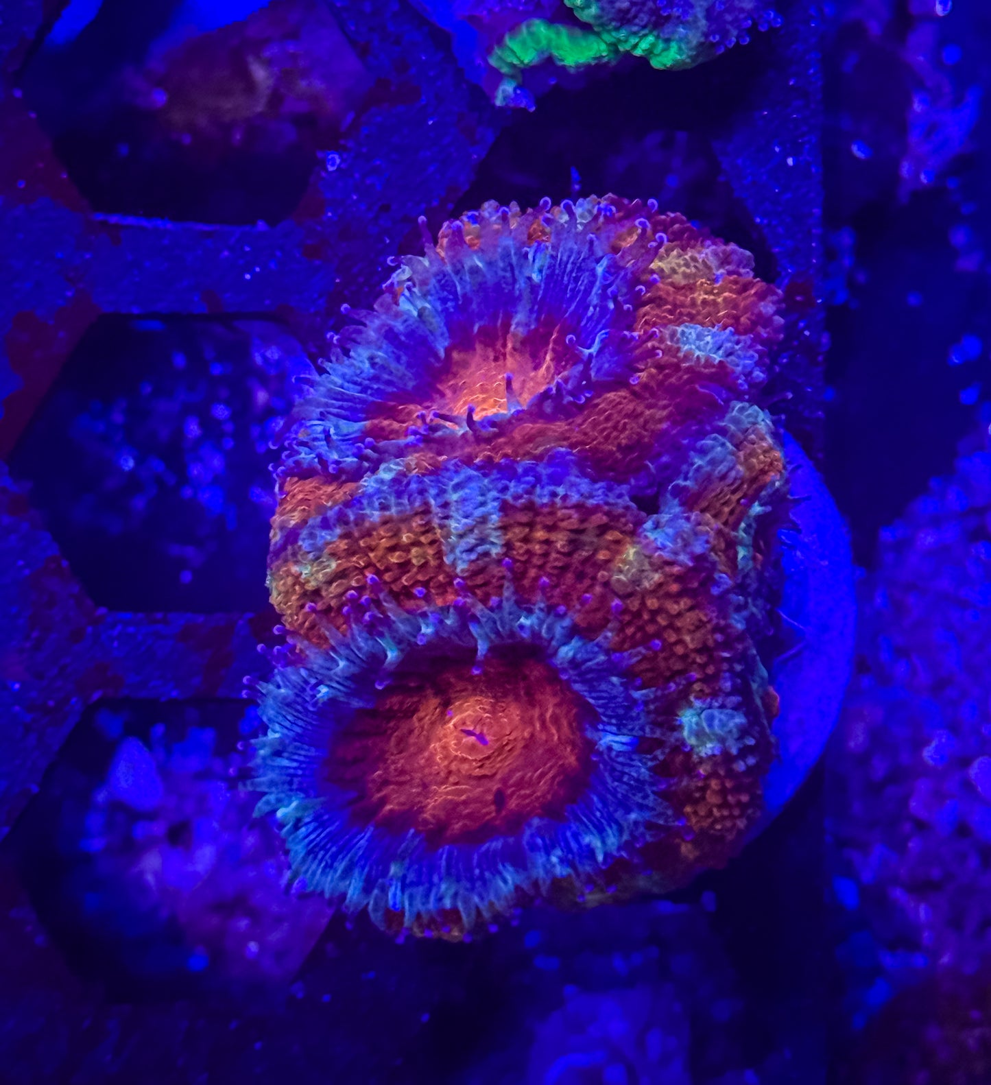 Aussie Acan Lord