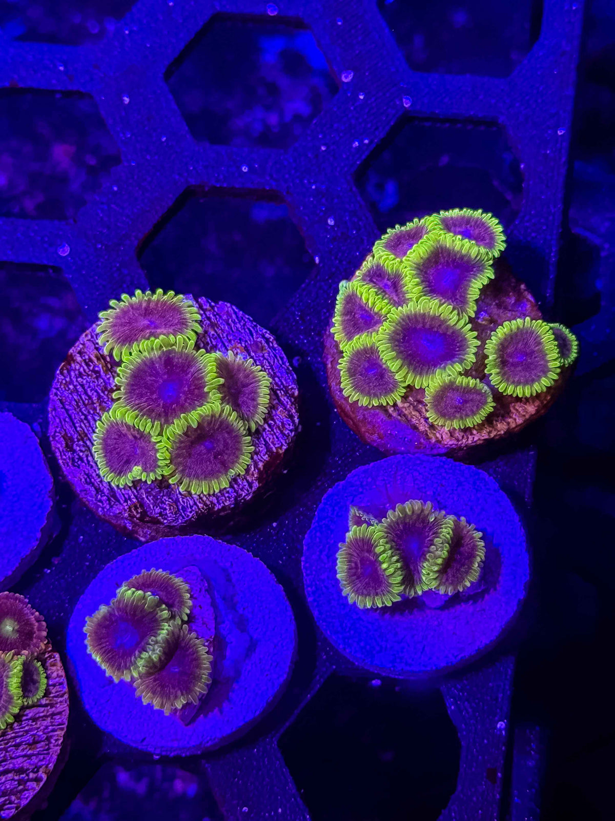 UC Atmosphere Zoanthids – Almost WYSIWYG (1–3+ Polyps)