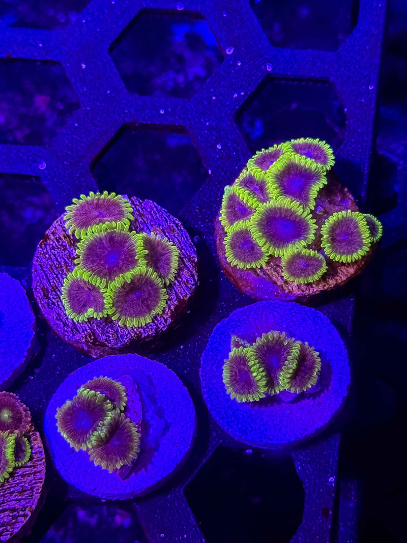UC Atmosphere Zoanthids – Almost WYSIWYG (1–3+ Polyps)