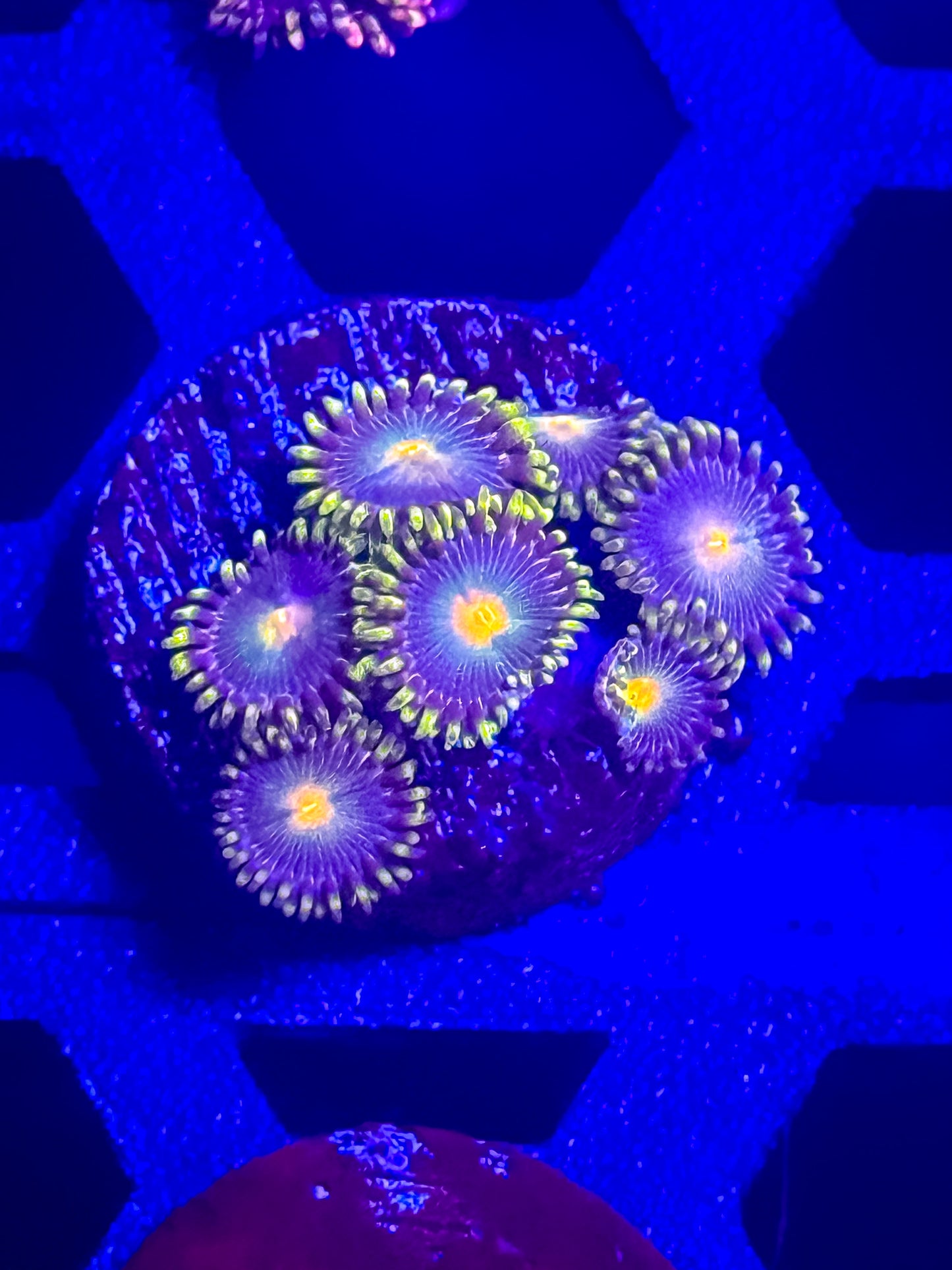 GB Packers Zoas