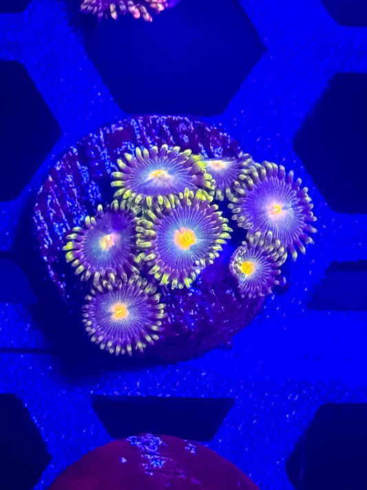 GB Packers Zoas live coral – Gem State Corals