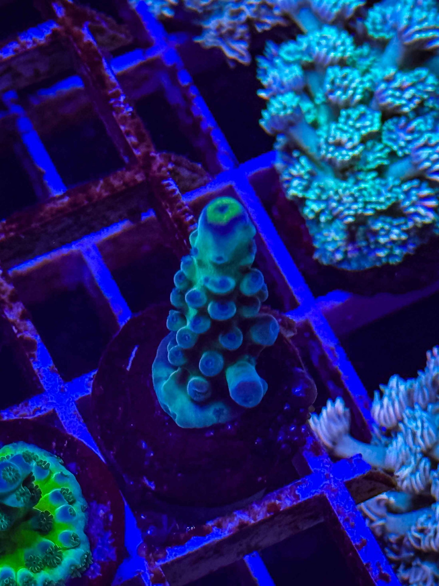 WWC Yellow Tip Acropora