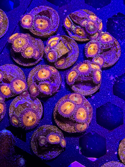 Sakura Zoanthids – Almost WYSIWYG (1–3+ Polyps)