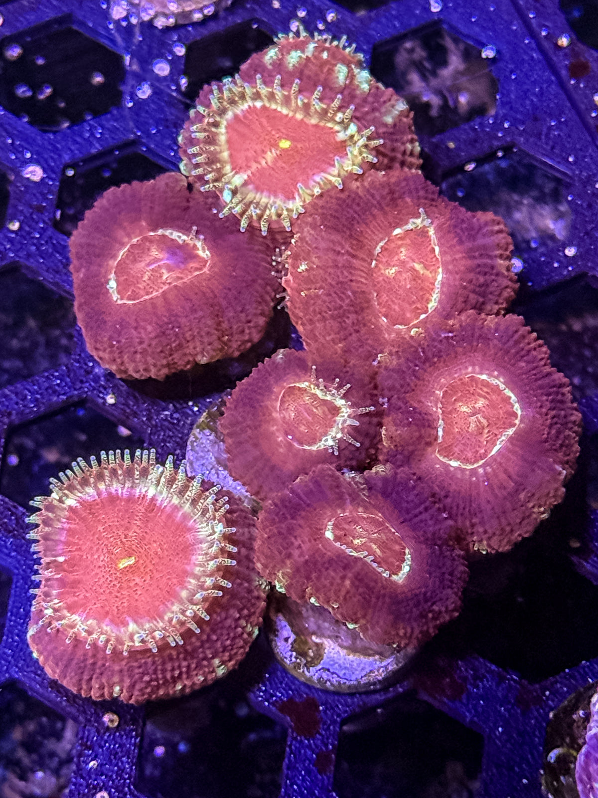 Asian Acan Coral – Almost WYSIWYG #2