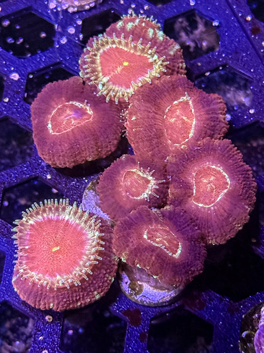 Asian Acan Coral – Almost WYSIWYG #2