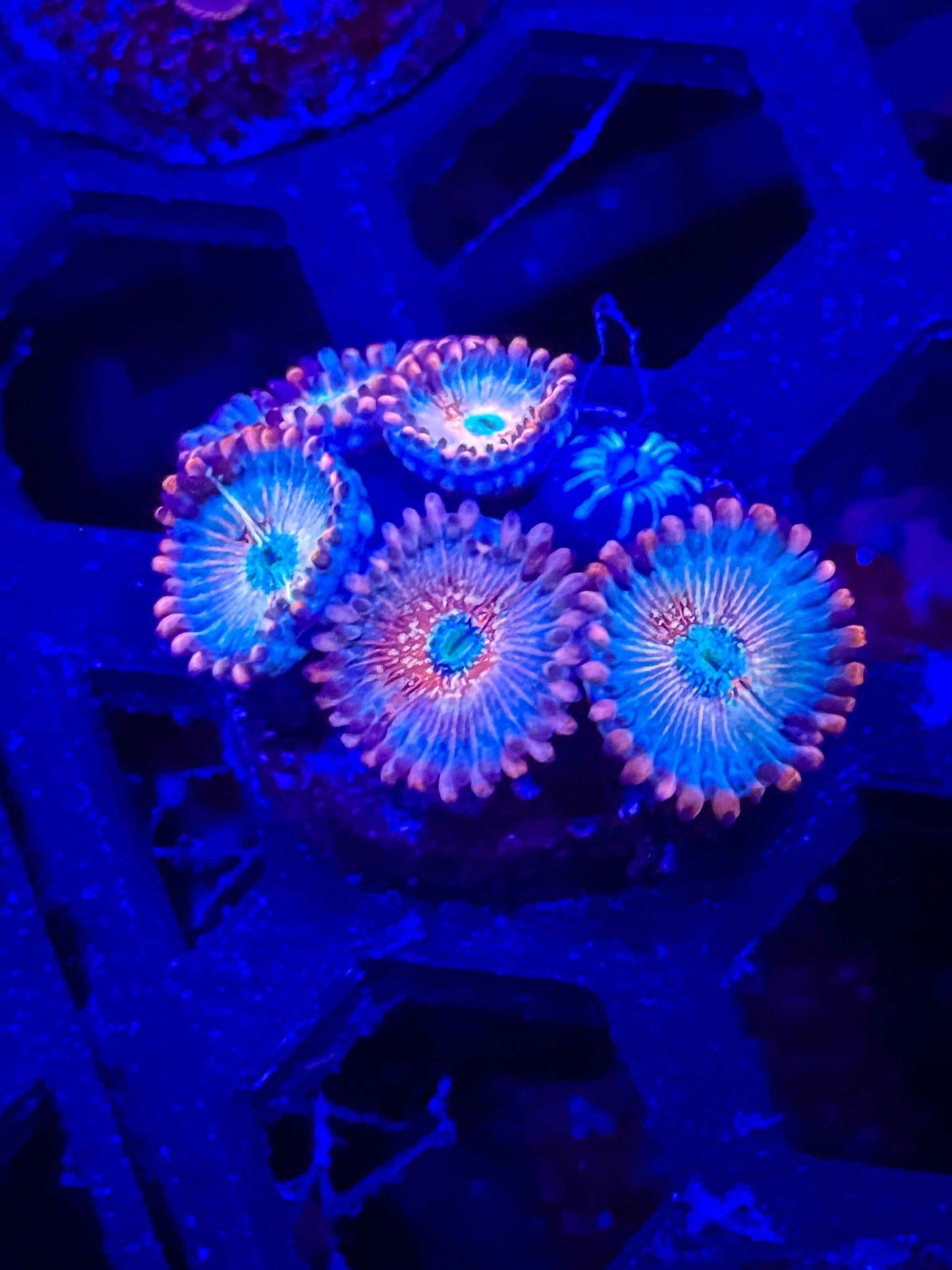 White Zombie Zoas